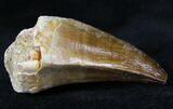 Large Mosasaur (Prognathodon) Tooth #20938-2